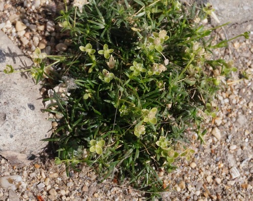 Sagina procumbens (pearlwort) (alternate view 4)