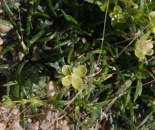Sagina procumbens (pearlwort) (alternate view 5)
