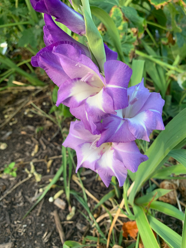 Gladiolus × hortulanus (Large-flowered Gladiolus) (alternate view 7)