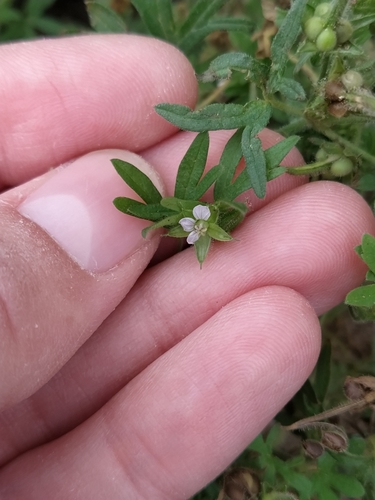 Geranium pusillum (Small-flowered Crane's-bill)