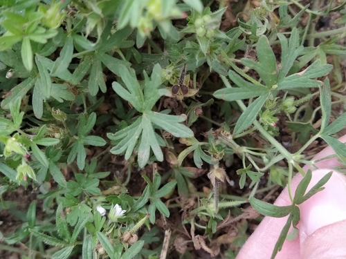 Geranium pusillum (Small-flowered Crane's-bill)