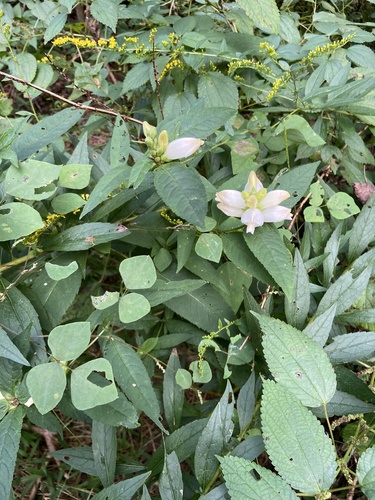 Chelone glabra (White Turtlehead)