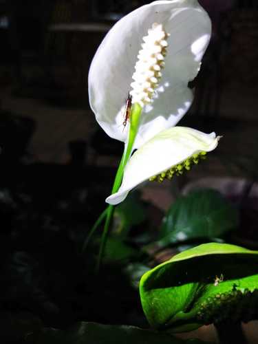 Spathiphyllum wallisii (Peace Lily)