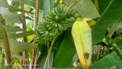 Musa acuminata (Dwarf Banana Plant)
