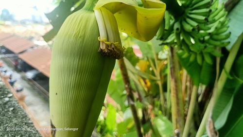 Musa acuminata (Dwarf Banana Plant)