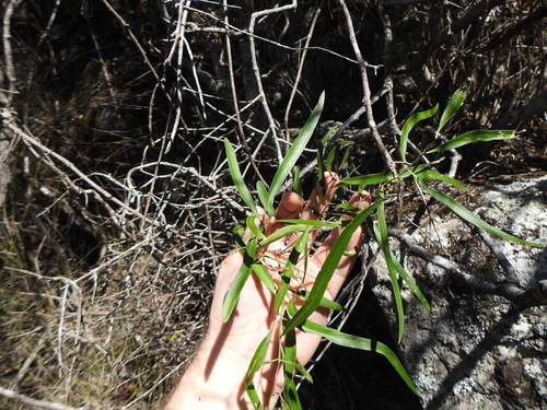 Notelaea microcarpa (small-fruited mock olive) (alternate view 4)