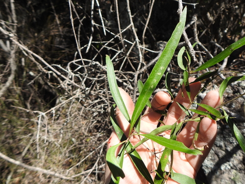Notelaea microcarpa (small-fruited mock olive) (alternate view 5)