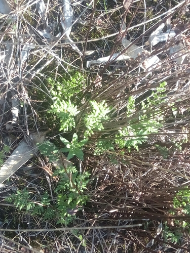 Cheilanthes sieberi (cloak fern)