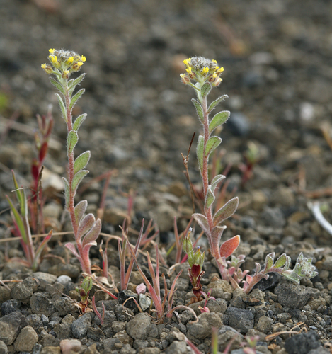 Alyssum (Alyssum) (alternate view 3)