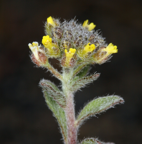 Alyssum (Alyssum) (alternate view 4)