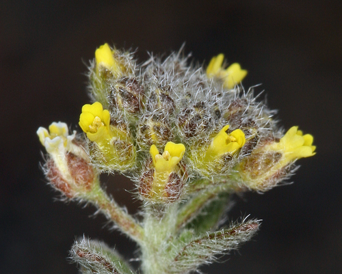 Alyssum (Alyssum) (alternate view 5)