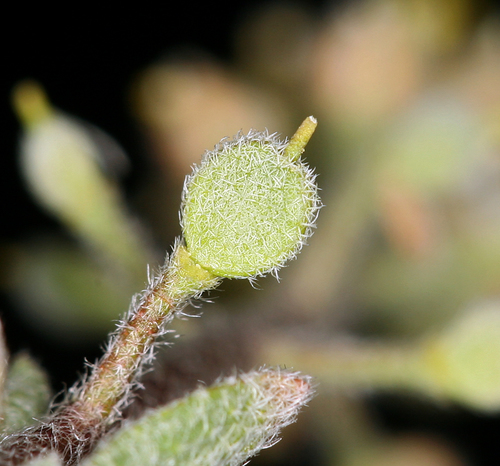 Alyssum (Alyssum) (alternate view 6)