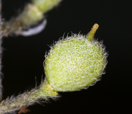 Alyssum (Alyssum) (alternate view 7)
