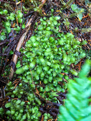 Hookeria lucens (Shining Hookeria) (alternate view 3)