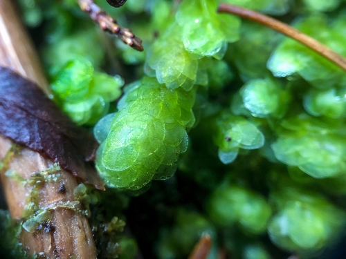 Hookeria lucens (Shining Hookeria) (alternate view 2)