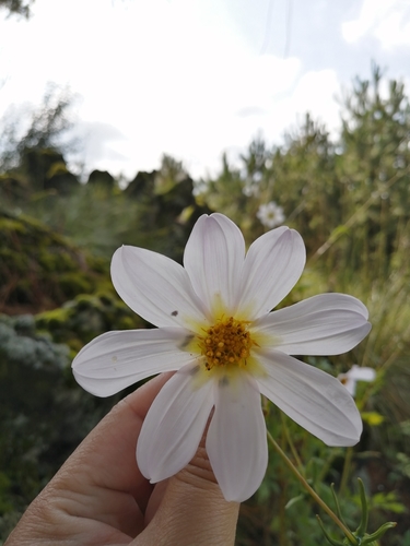 Dahlia merckii (Bedding Dahlia) (alternate view 5)