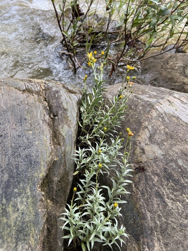 Pityopsis (Silkgrasses) (alternate view 5)