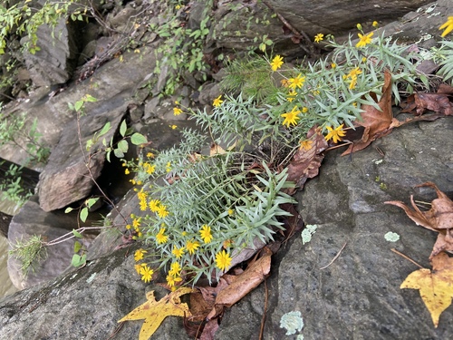 Pityopsis (Silkgrasses) (alternate view 3)