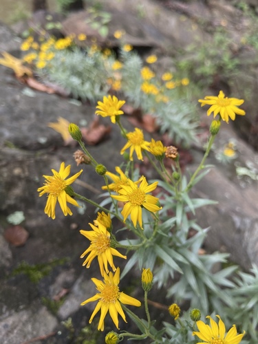 Pityopsis (Silkgrasses) (alternate view 4)