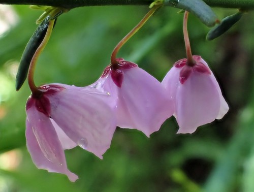 Tetratheca pilosa (Hairy Pink-bells)