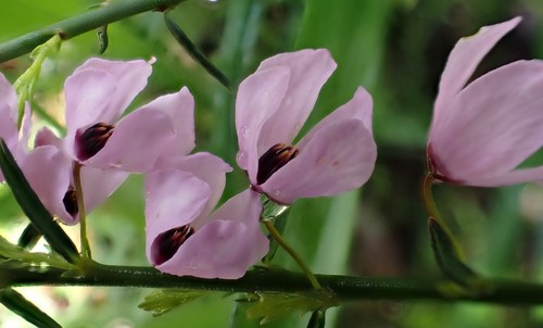 Tetratheca pilosa (Hairy Pink-bells) (alternate view 2)