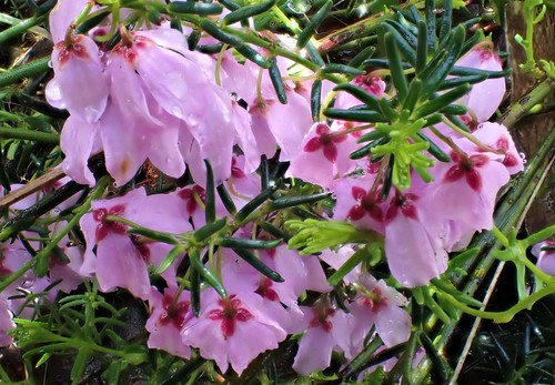 Tetratheca pilosa (Hairy Pink-bells) (alternate view 4)