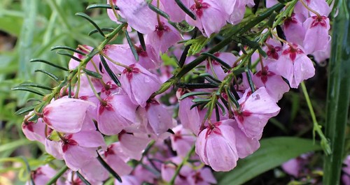 Tetratheca pilosa (Hairy Pink-bells) (alternate view 3)