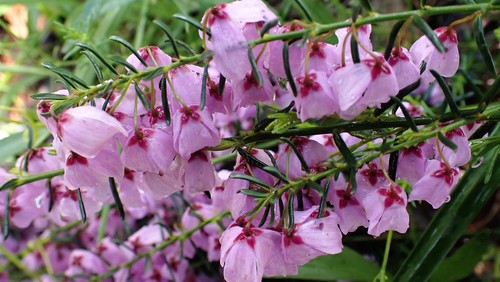 Tetratheca pilosa (Hairy Pink-bells) (alternate view 5)