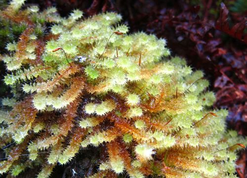 Ptychomnion aciculare (pipe-cleaner moss) (alternate view 6)