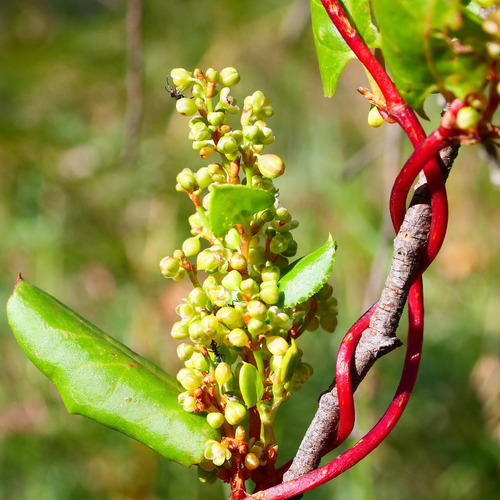 Muehlenbeckia adpressa (Climbing Lignum) (alternate view 4)