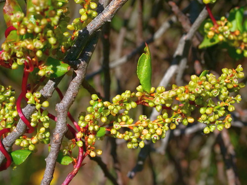 Muehlenbeckia adpressa (Climbing Lignum) (alternate view 3)