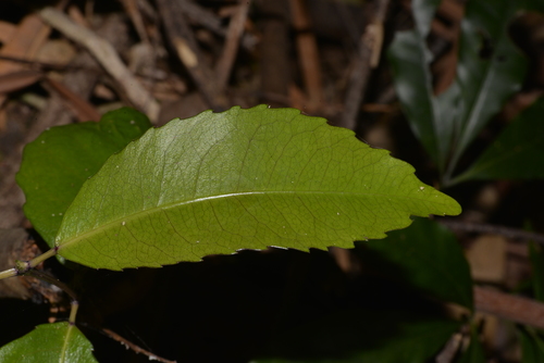 Ceratopetalum apetalum (coachwood)