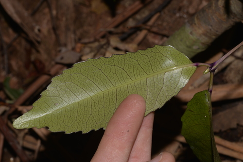 Ceratopetalum apetalum (coachwood) (alternate view 2)