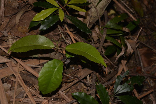 Ceratopetalum apetalum (coachwood) (alternate view 3)
