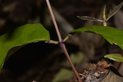Ceratopetalum apetalum (coachwood) (alternate view 4)
