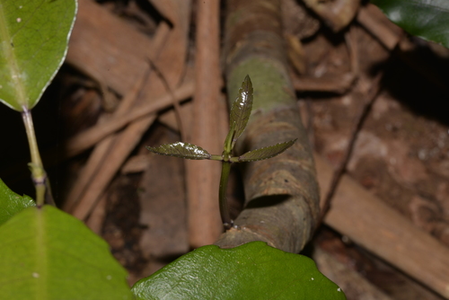 Ceratopetalum apetalum (coachwood) (alternate view 5)