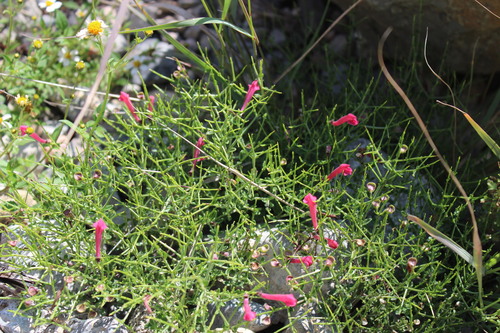 Scutellaria suffrutescens (Pink Skullcap)
