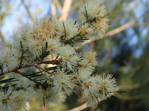 Melaleuca nodosa (prickly-leaved paperbark) (alternate view 5)