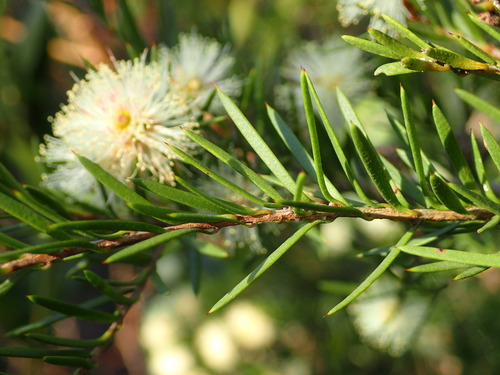 Melaleuca nodosa (prickly-leaved paperbark) (alternate view 4)