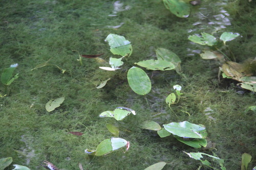 Potamogeton natans (floating-leaved pondweed)