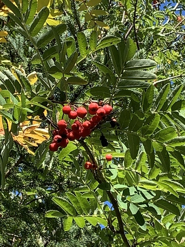 Sorbus aucuparia (European mountain ash) (alternate view 2)