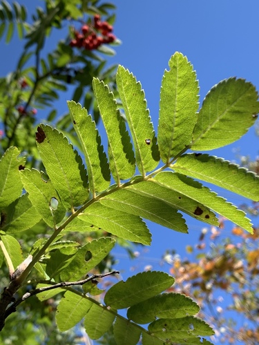 Sorbus aucuparia (European mountain ash) (alternate view 3)