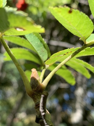Sorbus aucuparia (European mountain ash) (alternate view 4)