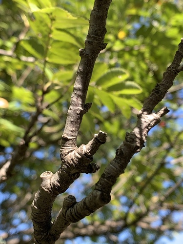 Sorbus aucuparia (European mountain ash) (alternate view 5)