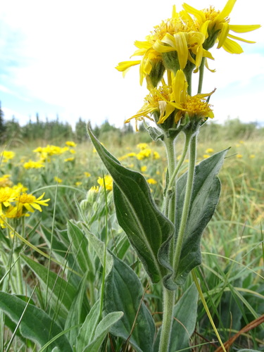 Arnica chamissonis (Meadow Arnica) (alternate view 9)