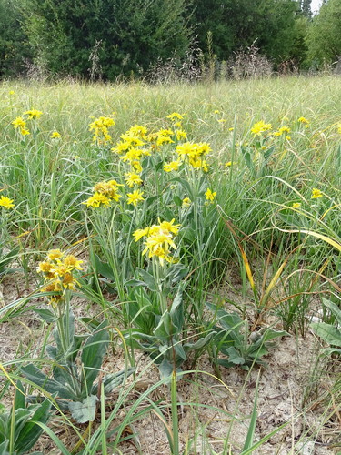 Arnica chamissonis (Meadow Arnica) (alternate view 10)