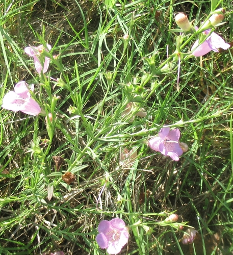 Agalinis heterophylla (Prairie False Foxglove)