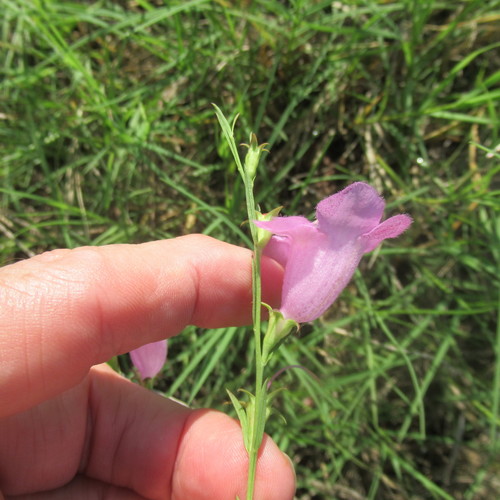 Agalinis heterophylla (Prairie False Foxglove) (alternate view 4)