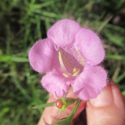 Agalinis heterophylla (Prairie False Foxglove) (alternate view 2)