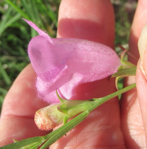 Agalinis heterophylla (Prairie False Foxglove) (alternate view 3)